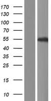 RUNDC3B Protein (Over-Expression Lysate Myc-DDK (Flag))