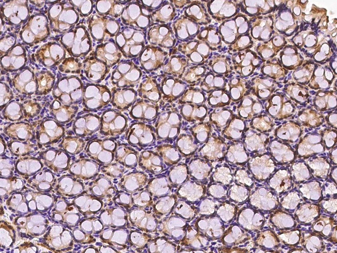 Polyclonal Rabbit anti-Mouse PRDX5 / Peroxiredoxin 5 Antibody (IHC, WB)