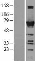 TOE1 Protein (Over-Expression Lysate Myc-DDK (Flag))