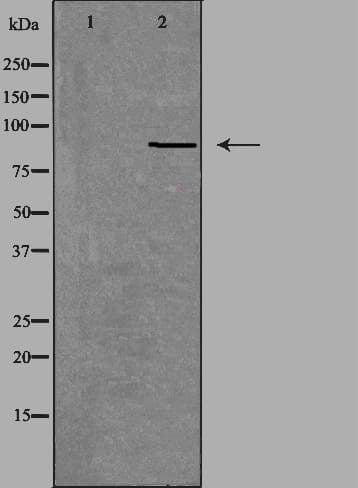 NOX5 Antibody