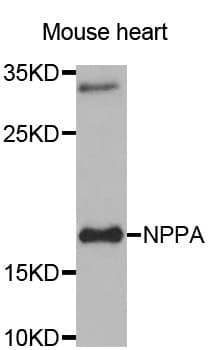 NPPA / ANP Antibody