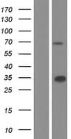 WDR20 Protein (Over-Expression Lysate Myc-DDK (Flag))