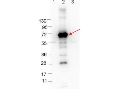 CRASP-1 Antibody (Liquid)