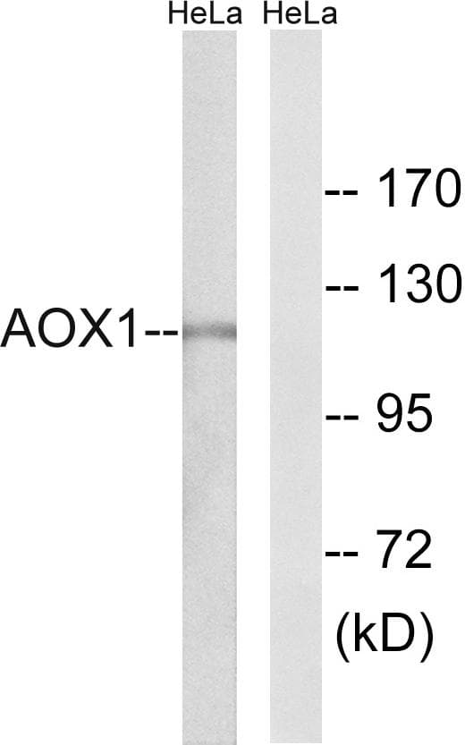 AOX1 / Aldehyde Oxidase Antibody