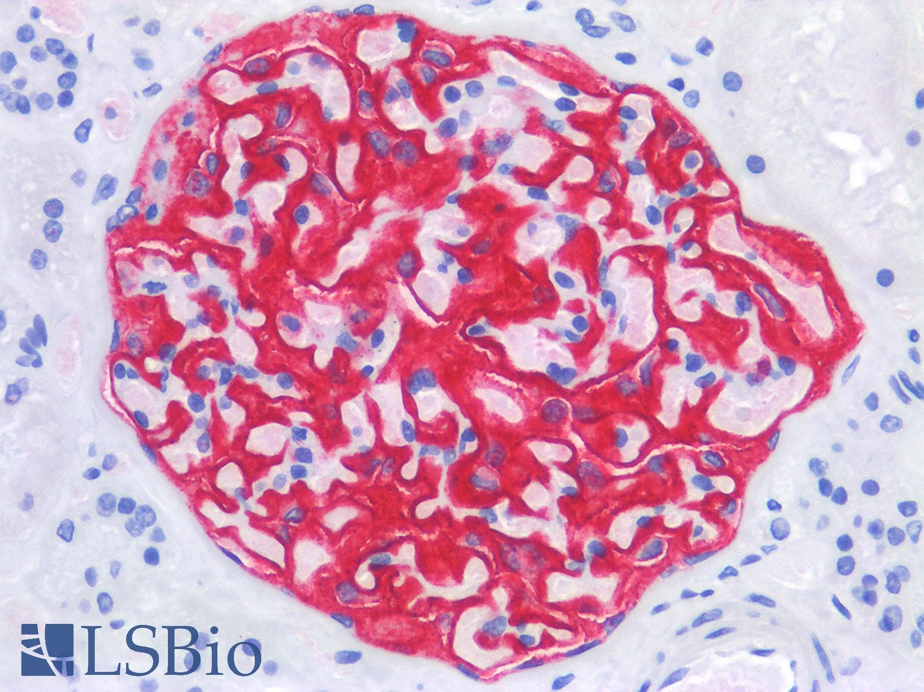 PathPlus™ Monoclonal Mouse anti-Human CR1 / CD35 Antibody (clone E11, Azide-free,BSA-free, IHC, IF)
