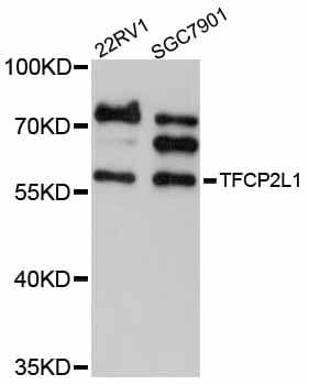 CRTR1 / TFCP2L1 Antibody