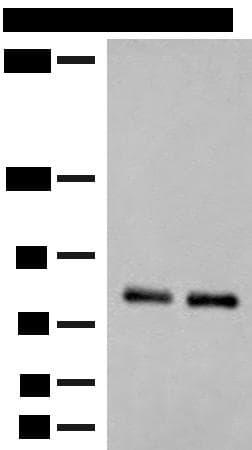 NGEF / EPHEXIN Antibody