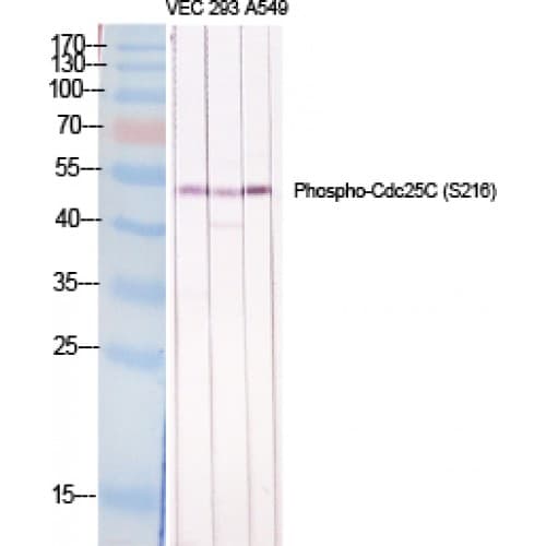 CDC25C Antibody (160-240 aa)
