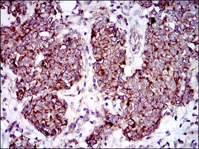 MRPL42 / MRPS32 Antibody (aa10-142, clone 3H6H2)