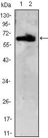 ZBTB7B / HcKrox Antibody (clone 7C12)