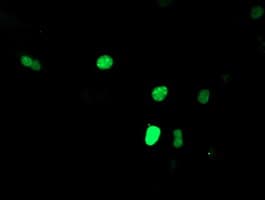 SNAI2 / SLUG Antibody (clone OTI2B11)