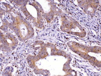 CDC20 Antibody