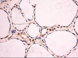 MYC / c-Myc Antibody (clone OTI3F2)