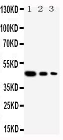 CUL2 / Cullin 2 Antibody (aa264-280)