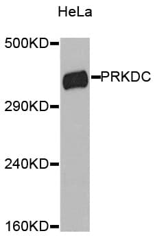 PRKDC / DNA-PKcs Antibody