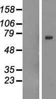 GALNTL6 Protein (Over-Expression Lysate Myc-DDK (Flag))