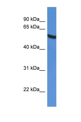 GPI Antibody (aa434-483)