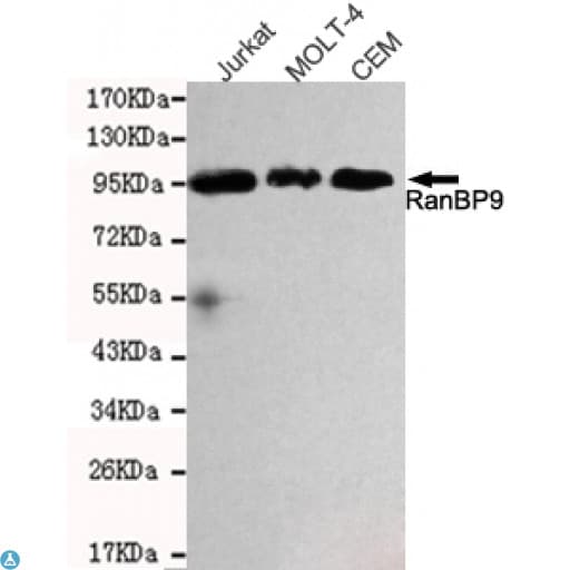 RANBPM Antibody