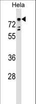 TBX2 Antibody (aa414-442)