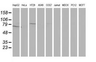 Gephyrin Antibody (clone OTI7C6)
