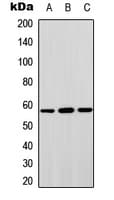 STAM2 Antibody (Internal)