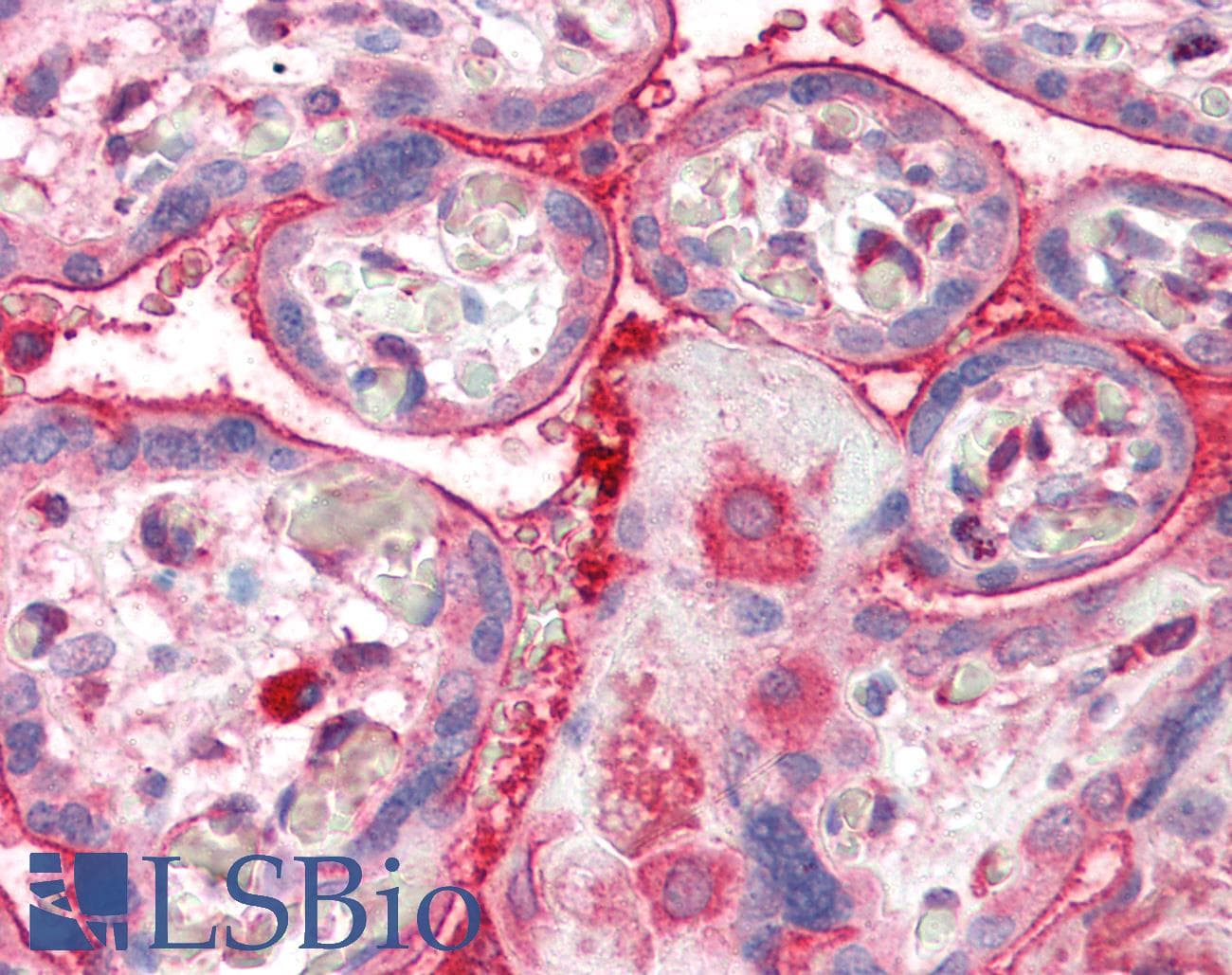 IHC-plus™ ADAP2 / CENTA2 Antibody (aa375-387)