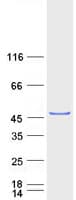 Human WWOX Protein (Recombinant Myc-DDK (Flag))