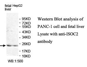 ISOC2 Antibody (aa26-203)