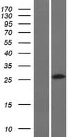 RASL11A Protein (Over-Expression Lysate Myc-DDK (Flag))