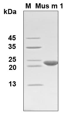 Mouse MUP1 / Major Urinary Protein (Recombinant 6His, N-terminus)