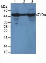 ENO2 / NSE Antibody (aa2-434, Cy3)