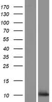 C10orf53 Protein (Over-Expression Lysate Myc-DDK (Flag))