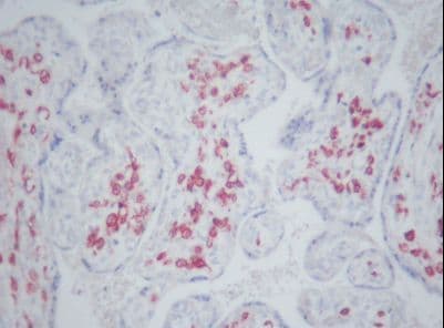 CD163 Antibody (clone 5C6-FAT)
