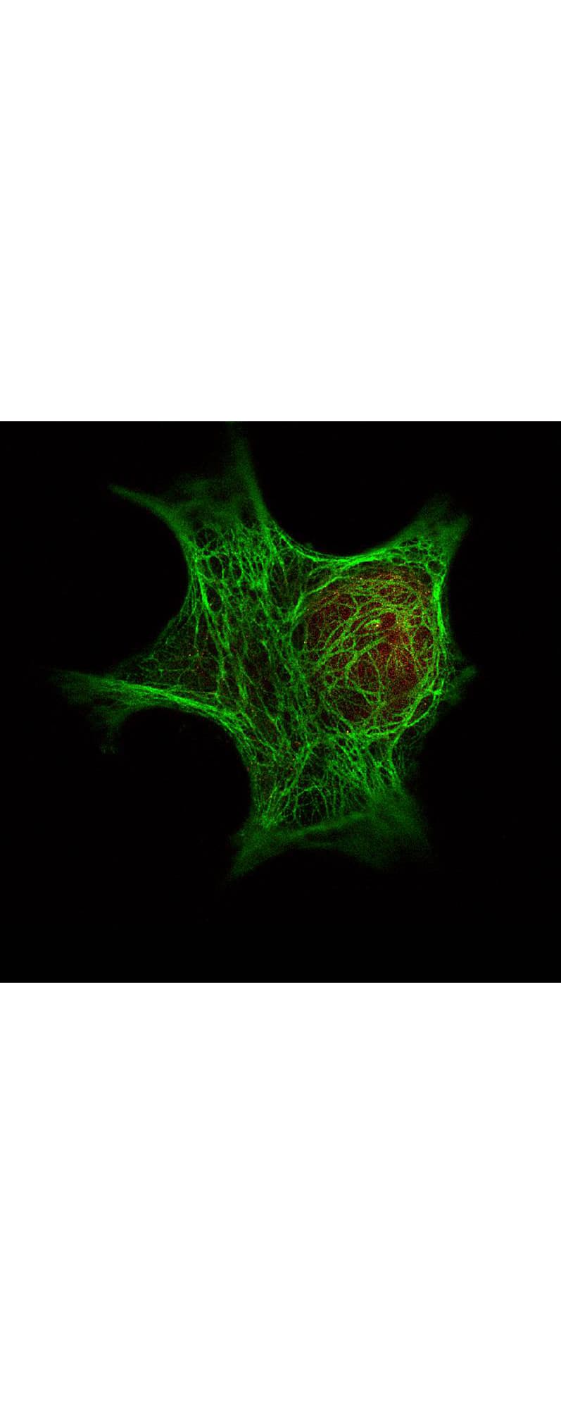 IHC-plus™ HDAC1 Antibody (aa450-482)