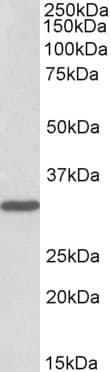 IHC-plus™ PCNA Antibody (aa177-189)