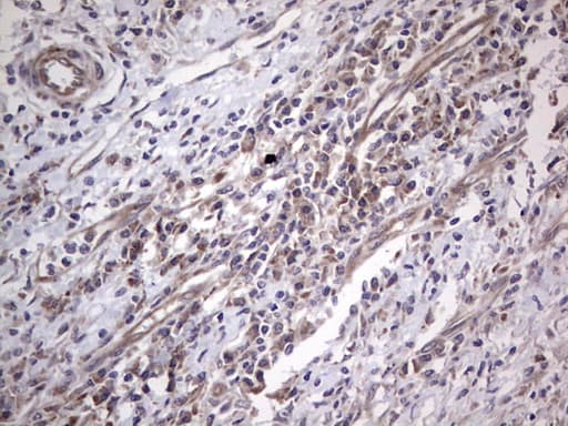 NUDT12 Antibody (aa1-251, clone OTI1A2, Carrier-free)