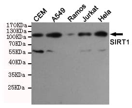SIRT1 / Sirtuin 1 Antibody