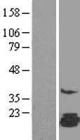 FAM162A / C3orf28 Protein (Over-Expression Lysate Myc-DDK (Flag))