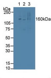 LTBP1 / LTBP-1 Antibody (aa1415-1712)