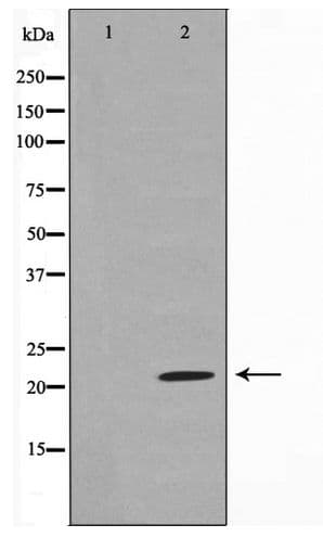 SDC4 / Syndecan 4 Antibody