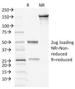 Desmocollin 2+3 Antibody (clone 7G6, Azide-free, BSA-free)