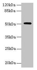 NR1H3 / LXR Alpha Antibody