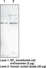 IHC-plus™ PTGER4 / EP4 Antibody