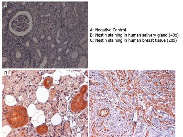 NES / Nestin Antibody