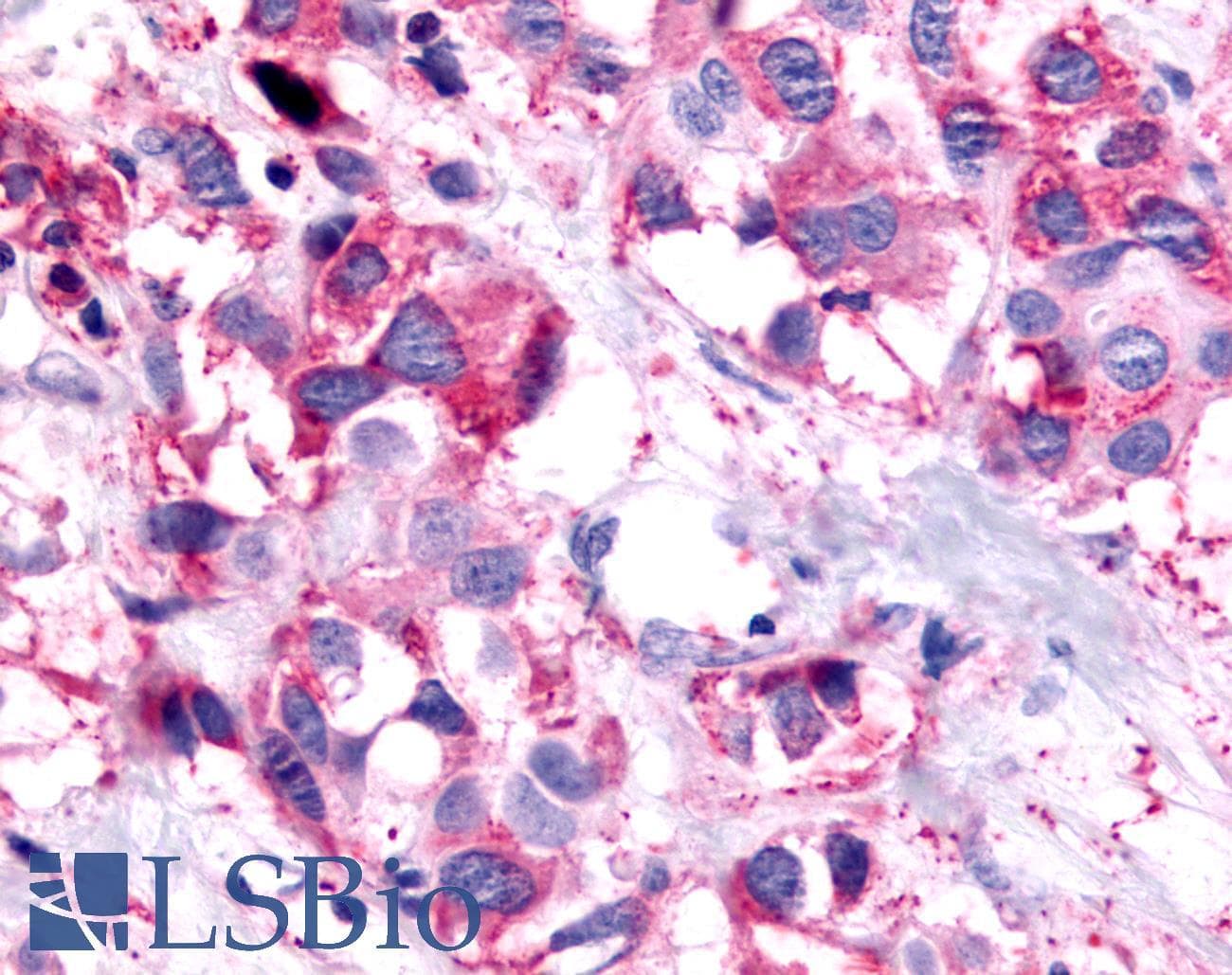 PathPlus™ PTGER1 / EP1 Antibody (Cytoplasmic Domain)