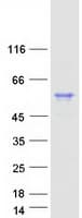 Human HSP70L1 / HSPA14 Protein (Recombinant Myc-DDK (Flag))