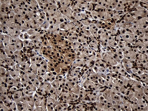 ASH2L / ASH2 Antibody (aa347-628, clone OTI2H3)