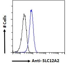 IHC-plus™ Polyclonal Goat anti-Human SLC12A2 / NKCC1 Antibody (aa769-783, IHC, IF)