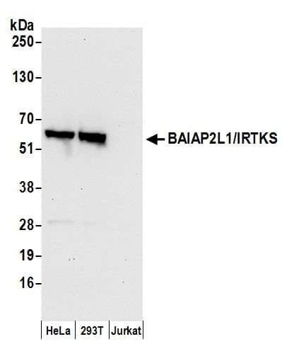 BAIAP2L1 Antibody (aa461-511)