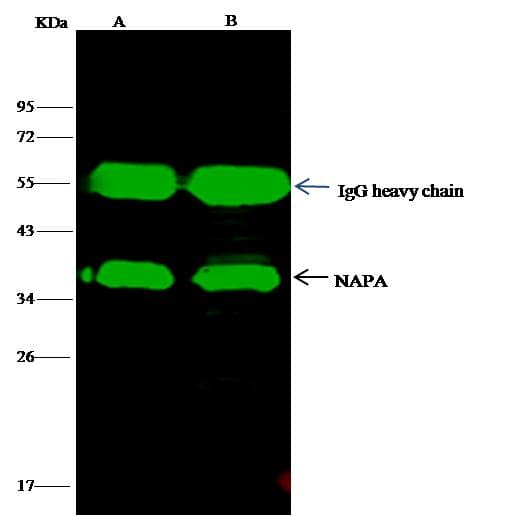 Alpha SNAP Antibody (Preservative Free)